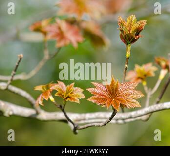 Rote Ahornblatt-Knospen öffnen sich (Acer pseudoplatanus) Stockfoto