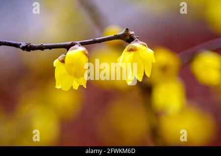 Flos Mume Stockfoto