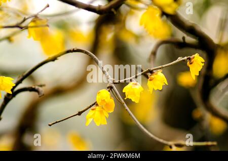 Flos Mume Stockfoto