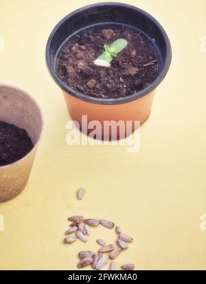 Sonnenblumenkerne werden in biologisch abbaubaren Torftopf und Sämling mit Schale in Kunststofftopf gepflanzt. Konzept der Kunststoff frei und Verwendung von Kunststoff Kontrast Stockfoto