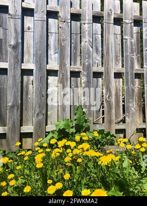 Im Frühling stehen der Dandelion und der hohe Holzzaun Stockfoto