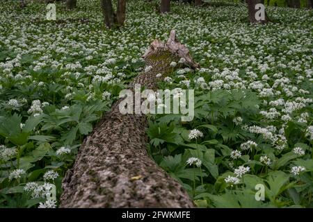 Blühender Bärlauch im Frühlingswald und ein alter Baumstamm liegt auf dem Boden. Stockfoto