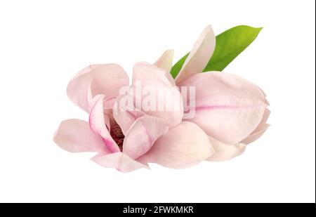 Magnolienblume isoliert auf weißem Hintergrund. Wunderschöne Frühlingsblumen. Stockfoto