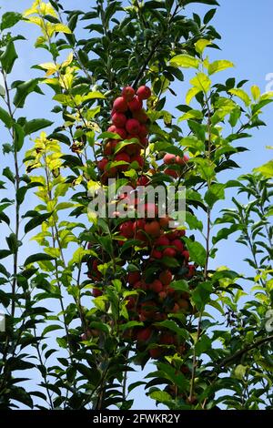 Fruchtbarer Baum Stockfoto