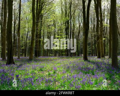 Ein Teppich aus Bluebells (Hyacinthoides non-scripta), der einen Waldboden bedeckt, umgeben von schlanken Bäumen und einem einfarnigen Farn im Hintergrund, England, Großbritannien