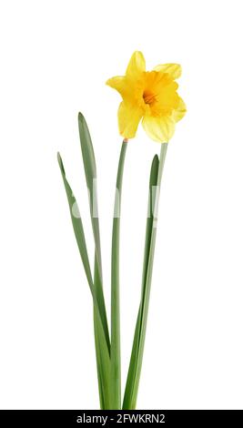 Blühende gelbe Narzisse isoliert auf weißem Hintergrund. Makro-Narzisse. Wunderschöne Frühlingsblumen. Stockfoto