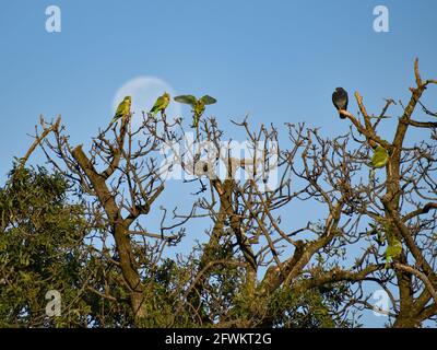 Gruppe von Mönchssittich (myiopsitta monachus) oder quaker-Papagei, gegen Vollmond in einem Baum Stockfoto