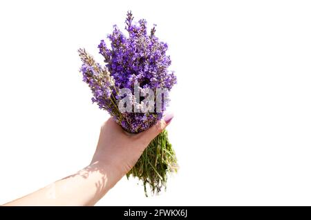 Lavendel Bouquet isoliert auf weißem Hintergrund. Lavendelblüten in der Hand halten. Stockfoto