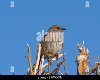 Ein Dunnock (Prunella modularis), auch bekannt als Hedge Accentor, Hedge Sparrow oder Hedge Warbler, sitzt auf einer kürzlich geschnittenen Hecke. Stockfoto