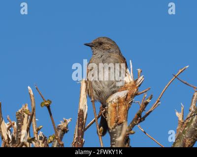 Ein Dunnock (Prunella modularis), auch bekannt als Hedge Accentor, Hedge Sparrow oder Hedge Warbler, sitzt auf einer kürzlich geschnittenen Hecke. Stockfoto