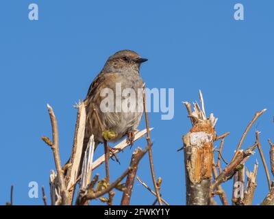 Ein Dunnock (Prunella modularis), auch bekannt als Hedge Accentor, Hedge Sparrow oder Hedge Warbler, sitzt auf einer kürzlich geschnittenen Hecke. Stockfoto