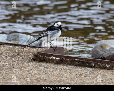 Ein Rattenschwänzchen, auch bekannt als Wasserschwänzchen (Motacilla alba yarrellii), der am Wasserrand nach Insekten betet. Stockfoto