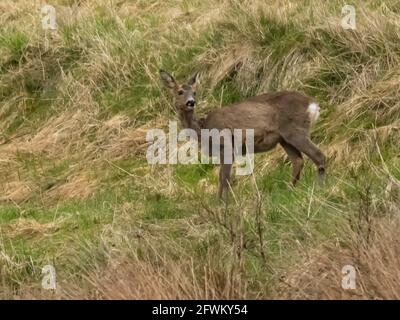 A Doe Roe Deer (Capreolus capreolus), auch bekannt als Roe, Western Roe Deer oder European Roe. Stockfoto