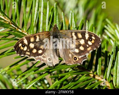 Ein gesprenkelter Waldschmetterling (Pararge aegeria), der auf einem schottischen Nadelbaum-Zweig ruht. Stockfoto