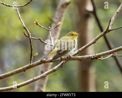 Ein Waldsänger (Phylloscopus sibilatrix), der in einem Baum thront. Stockfoto