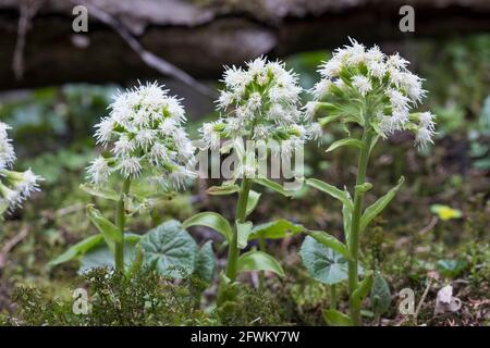 Weiße Pestwurz, Weisse Pestwurz, Pest-Wurz, Petasites albus, Weißer Butterbur, Umbrella Plant, Le pétasite Blanc Stockfoto