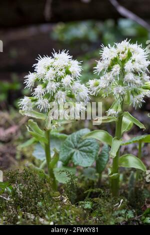 Weiße Pestwurz, Weisse Pestwurz, Pest-Wurz, Petasites albus, Weißer Butterbur, Umbrella Plant, Le pétasite Blanc Stockfoto