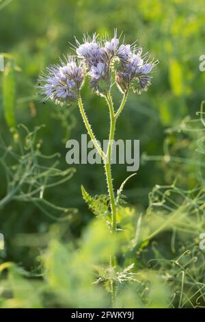 Haselie, Rainfarn-Haselie, Büschelschön, Rainfarn-Büschelschön, Bienenfreund, Phacelia, Phacelia tanacetifolia, lacy phacelia, blue tansy, purple ta Stockfoto