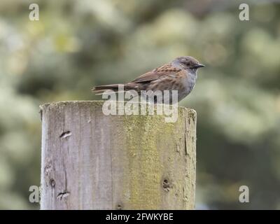 Ein Dunnock (Prunella modularis), auch bekannt als Hedge Accentor, Hedge Sparrow oder Hedge Warbler, sitzt auf einem Zaunpfosten. Stockfoto