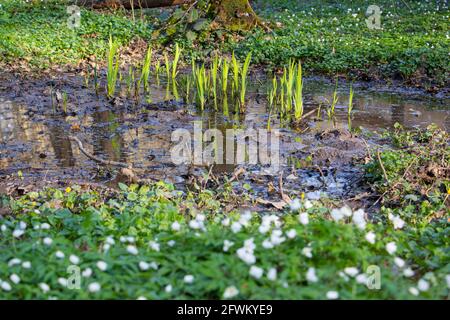 Ein kleiner Sumpf im Wald, die Bildung von Sümpfen, Ökologie Stockfoto