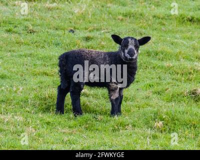 Ein einziges schwarzes Lamm (Ovis aries) auf der Suche nach seiner Mutter in der Frühlingssonne. Stockfoto