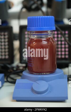 Anaerobe violette und rote Photobakterien-Kulturen, die mit Infrarotstrahlern beleuchtet werden. Anaerobe Mikroorganismen. Stockfoto