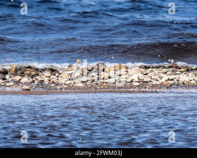 Ein gewöhnlicher Sandpiper (Actitis hypoleucos) an einem Kieselstrand am Ufer des Loch Ness. Stockfoto