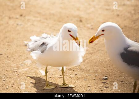 Seitenprofil von zwei Möwen Kopf an Kopf auf einem Schotterboden Stockfoto