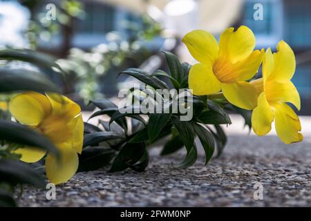 Gelbe goldene Trompetenblume oder Allamanda catharica auf Steinboden auf der Gartenterrasse und verschwommener Hintergrund. Tropische Blume, selektiver Fokus. Stockfoto