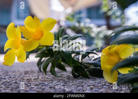 Gelbe goldene Trompetenblume oder Allamanda catharica auf Steinboden auf der Gartenterrasse und verschwommener Hintergrund. Tropische Blume, selektiver Fokus. Stockfoto