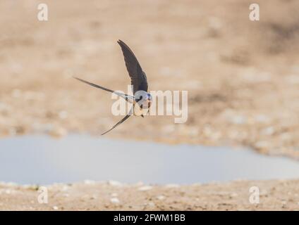 Eine Schwalbe (Hirundo rustica) auf dem Flügel sammelt Schlamm für den Nestbau. Norfolk UK Stockfoto