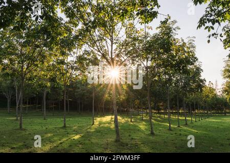 Sonnensterne leuchten abends durch die Gummibaumplantage Stockfoto