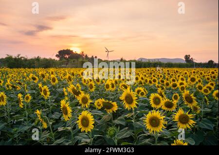 Sonnenblumenfeld blüht in der Plantage bei Sonnenuntergang Stockfoto