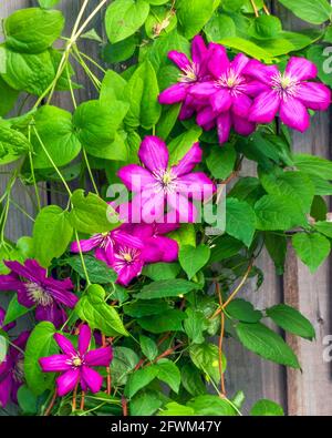 Leuchtend rosa Clematis blüht mit grünen Blättern auf einem alten Holzzaun Stockfoto