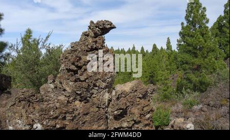 Bizarre vulkanische Felsformation mit Kiefernwald im Hintergrund Auf teneriffa Stockfoto