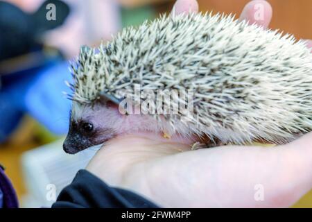 Wilder Igel in weiblichen Händen aus nächster Nähe Stockfoto