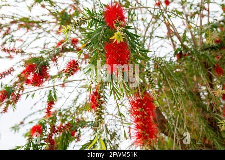 Schöne rote Blumen, die Weidenbäume weinen. Baum Der Weinenden Flaschenbürste. Callistemon viminalis. Stockfoto