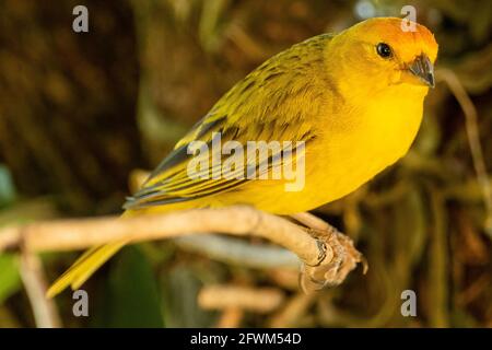 Atlantischer Kanarienvögel, ein kleiner brasilianischer Wildvögel. Der gelbe kanarienvögel Crithagra flaviventris ist ein kleiner Singvögel aus der Familie der Finken. Stockfoto