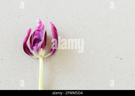 Übertrieene Tulpe auf Papierhintergrund. Grafikressourcen Stockfoto
