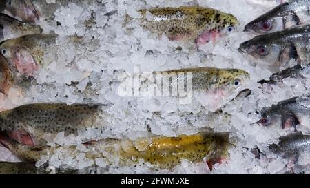 Forelle im Eis auf einem Supermarktregal. Gekühlter Fisch Stockfoto