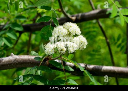 Rowan blüht. Rowan blüht auf einem Baum zwischen grünen Blättern Stockfoto