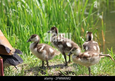 Ägyptische Gänse im Stadtpark in Nijmegen, Niederlande Stockfoto