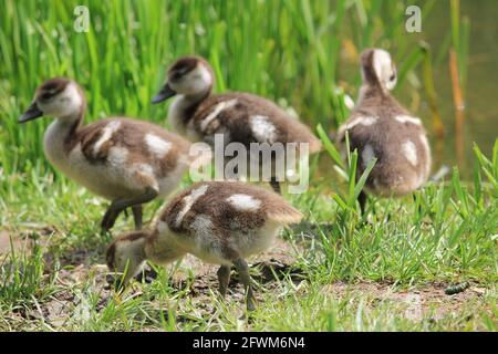 Ägyptische Gänse im Stadtpark in Nijmegen, Niederlande Stockfoto