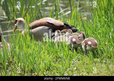 Ägyptische Gänse im Stadtpark in Nijmegen, Niederlande Stockfoto