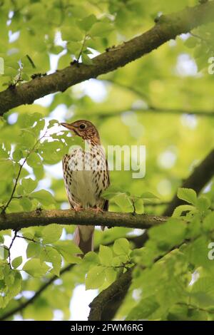 Soor im Stadtpark Staddijk in Nijmegen, Niederlande Stockfoto