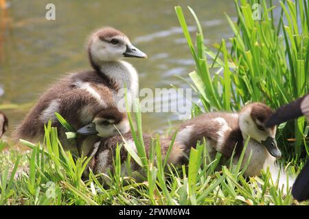 Ägyptische Gänse im Stadtpark in Nijmegen, Niederlande Stockfoto