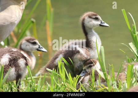 Ägyptische Gänse im Stadtpark in Nijmegen, Niederlande Stockfoto