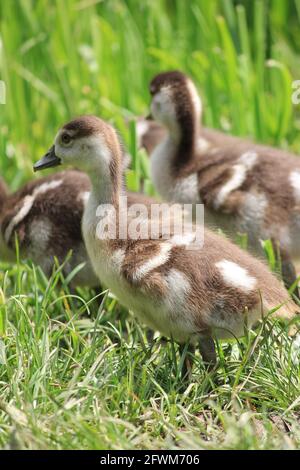 Ägyptische Gänse im Stadtpark in Nijmegen, Niederlande Stockfoto