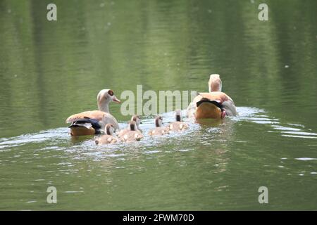 Ägyptische Gänse im Stadtpark in Nijmegen, Niederlande Stockfoto