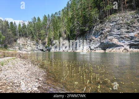 Felsen auf dem Fluss Taiga. Zilim Naturpark im Bashkir Ural, Russland. Stockfoto